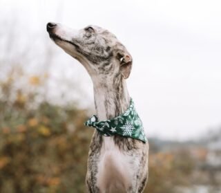 Ovo nam je bio poprilično naporan mjesec, ali reklo bi se da su to bile ‘slatke muke’ ☺️

Zahvalni smo vam na apsolutno svakoj narudžbi i što ste i ove godine prilikom kupnje poklona odlučili podržati svoje lokalne brendove! ❤️

Sve narudžbe koje su trebale biti pod borom smo uspjeli izraditi i dostaviti, a sada je vrijeme za mali, a i zasluženi odmor 🥰

Narudžbe primamo i dalje, ali izrađujemo i šaljemo ih iza 03.01. 🫶🏼
