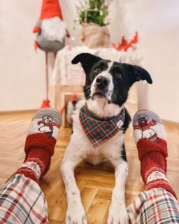 C.E.O. vam svima šalje pozdrave sa odmora i želi sretan, ugodan i najveseliji Božić vama i vašim dvonožnim i četveronožnim obiteljima! 🎄❤️