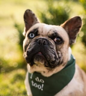 Ništa bez Vitinog odobrenja! 🥰💍
Ovo su nam jedne od dražih narudžbi i neizmjerno smo sretni što možemo biti dio vaših velikih životnih događaja ☺️🫶🏼
.
.
.
.
.
#vjencanje #barkandrun #handmadeincroatia #croatiandesign #dogsofcroatia  #hrvatskiproizvod #hrvatskidizajn #proizvedenouhrvatskoj #croatianproduct #dogmom #dogparents #dogbandana #smallbusiness #bandanasfordogs #petbandana #handmadefordogs #dog #thegreatoutdogs #dogsthatexplore #doglife #doglove #dogsonadventures #journalhr #handmadeincroatia #madeincroatia