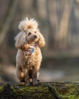 Najdraže nam je vidjeti bandane na njuškama po kojima su one dobile ime 🥹 

A ova Kubina je kao stvorena za nju i njene blatnjave avanture 🥰 

Hvala @petsinfocus na preslatkoj fotki! ❤️
.
.
.
.
.
#barkandrun #handmadeincroatia #croatiandesign #dogsofcroatia  #hrvatskiproizvod #hrvatskidizajn #proizvedenouhrvatskoj #croatianproduct #dogmom #dogparents #dogbandana #smallbusiness #bandanasfordogs #petbandana #handmadefordogs #dog #thegreatoutdogs #dogsthatexplore #doglife #doglove #dogsonadventures