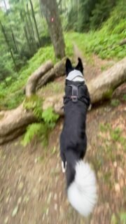 Moja sjena i moj najdraži frend za avanture 🥰🌲

I vi svoju možete personalizirati tekstom po želji, a sutra u @ohanapetbutik na njihovoj rođendanskoj tomboli možete i osvojiti jednu bandanu po izboru! Da, i personalizirane bandane ulaze u vaš odabir ☺️

A nas zanima koji tekst bi bio savršen za bandanu vaše njuške? ☺️
.
.
.
.
#barkandrun #handmadeincroatia #croatiandesign #dogsofcroatia  #hrvatskiproizvod #hrvatskidizajn #proizvedenouhrvatskoj #croatianproduct #dogmom #dogparents #dogbandana #smallbusiness #bandanasfordogs #petbandana #handmadefordogs #dog #thegreatoutdogs #dogsthatexplore #doglife #doglove #dogsonadventures #personaliziranipokloni