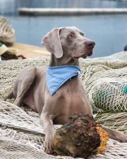 Jedna prava morska fotka od prekrasnog Zycka za ovo naaajljepše vrijeme vani 🥹☀️

Nadamo se da upijate ove zrake sunca i šećete sa svojim njuškama 🥰
.
.
.
.
.
#barkandrun #handmadeincroatia #croatiandesign #dogsofcroatia  #hrvatskiproizvod #hrvatskidizajn #proizvedenouhrvatskoj #croatianproduct #dogmom #dogparents #dogbandana #smallbusiness #bandanasfordogs #petbandana #handmadefordogs #dog #thegreatoutdogs #dogsthatexplore #doglife #personaliziranipokloni #kućniljubimci