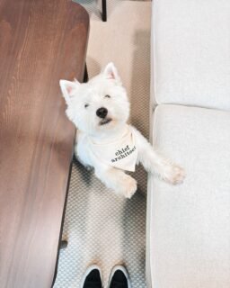 Za kraj lijepog vikenda stavljamo malo vaših fotkica da vidite ove top njuške 🥰

Hvala svima na podršci u svakom smislu i na svim narudžbama! ☺️❤️
.
.
.
.
#barkandrun #handmadeincroatia #personaliziranipokloni #croatiandesign #dogsofcroatia  #hrvatskiproizvod #hrvatskidizajn #proizvedenouhrvatskoj #croatianproduct #dogmom #dogparents #dogbandana #smallbusiness #bandanasfordogs #petbandana #handmadefordogs #dog #thegreatoutdogs #dogsthatexplore #doglife