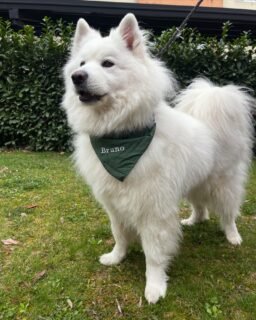 Hello handsome 😎

Još smo u dorađivanju weba i dodavanju novih proizvoda, a do tada možete gledati Brunu kako se frajerski šeće sa svojom bandanom ☺️
.
.
.
.
#barkandrun #handmadeincroatia #croatiandesign #dogsofcroatia  #hrvatskiproizvod #hrvatskidizajn #proizvedenouhrvatskoj #croatianproduct #dogmom #dogparents #dogbandana #smallbusiness #bandanasfordogs #petbandana #handmadefordogs #dog #thegreatoutdogs #dogsthatexplore #doglife #doglove #dogsonadventures